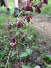 Epipactis atrorubens