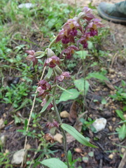 Epipactis atrorubens