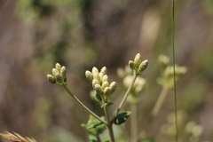 Chromolaena bullata