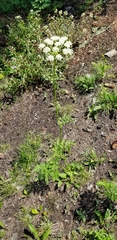 Ligusticum porteri
