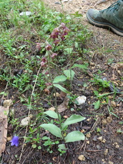 Epipactis atrorubens