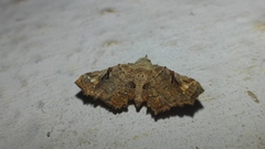 Hypertrocta posticalis