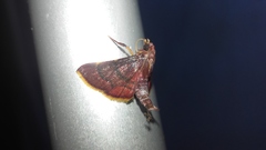 Hypsopygia pelasgalis