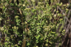 Chromolaena bullata