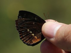 Altopedaliodes cocytia