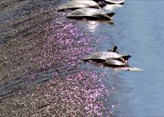 Apalone spinifera guadalupensis