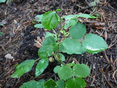 Ononis rotundifolia