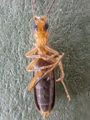 Xanthochroina bicolor