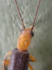 Xanthochroina bicolor