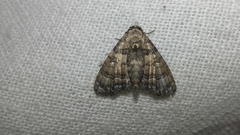 Chlumetia transversa