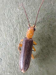 Xanthochroina bicolor