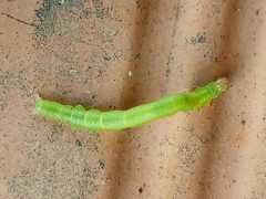 Lepidoptera
