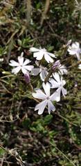 Phlox speciosa