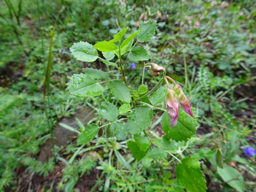 Image of Ononis rotundifolia by (c) Thomas Koffel, some rights reserved (CC BY)