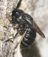 Megachile campanulae
