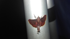 Hypsopygia pelasgalis