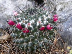 Mammillaria mendeliana