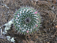 Mammillaria mendeliana
