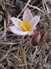 Zephyranthes sessilis