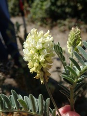 Astragalus pycnostachyus