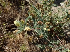 Astragalus pycnostachyus
