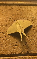 Actias luna
