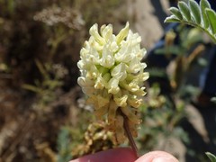 Astragalus pycnostachyus