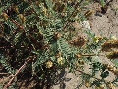 Astragalus pycnostachyus