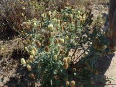 Astragalus pycnostachyus