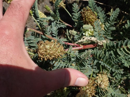 Image of Astragalus pycnostachyus by (c) joergmlpts, some rights reserved (CC BY)