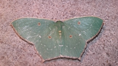 Cyclothea disjuncta