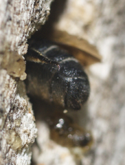 Megachile campanulae