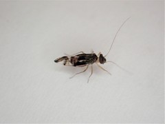 Pentacladus eucalypti