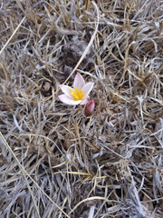 Zephyranthes sessilis