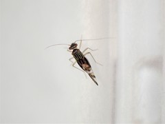 Pentacladus eucalypti