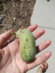 Asimina triloba