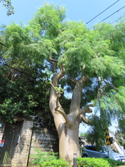 Moringa drouhardii