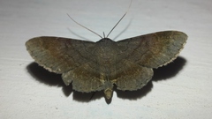 Mecodina