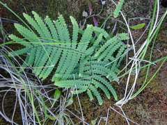 Gleichenia rupestris