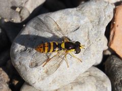 Sphaerophoria rueppellii