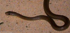 Psammophis mossambicus