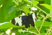 Heliconius sapho leuce