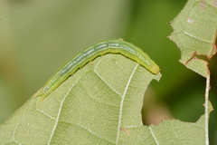 Ledaea perditalis