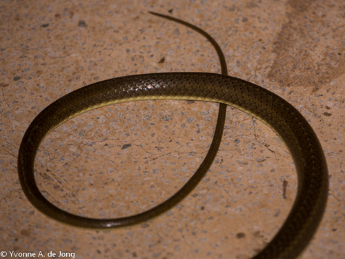 Olive Whip Snake