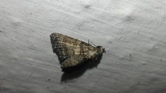 Chlumetia transversa