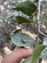 Paracraspis patelloides