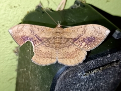 Hemeroblemma opigena