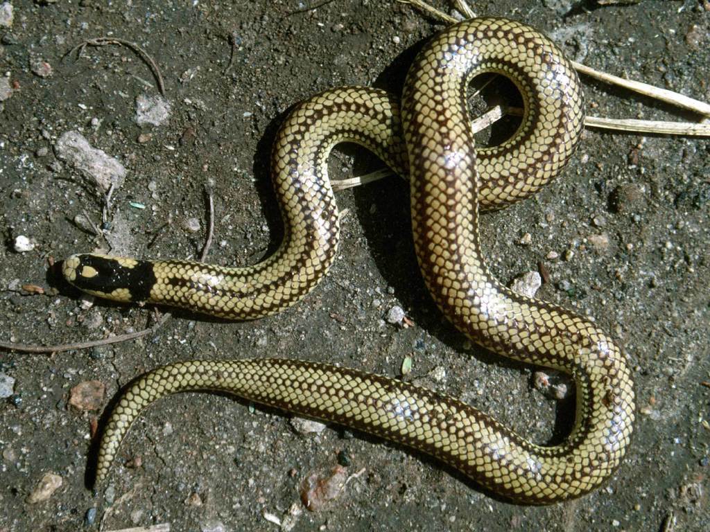 Kenya Two-Headed Snake