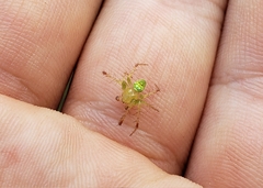 Araneus cingulatus