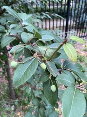 Viburnum prunifolium